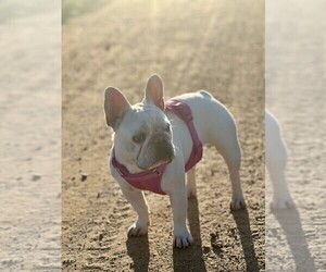 Mother of the French Bulldog puppies born on 02/24/2025