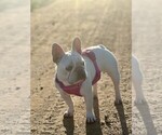 Small Photo #1 French Bulldog Puppy For Sale in ONTARIO, CA, USA