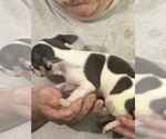 Small #2 Chihuahua