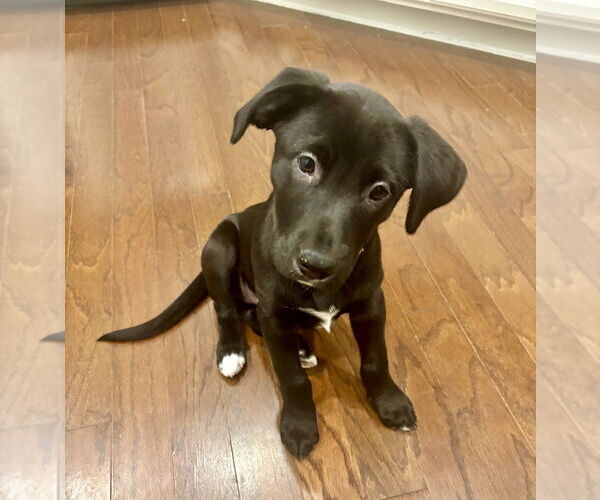 Medium Photo #3 Labrador Retriever-Unknown Mix Puppy For Sale in Mooresville, NC, USA