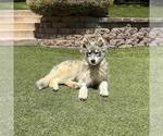 Small #5 Siberian Husky