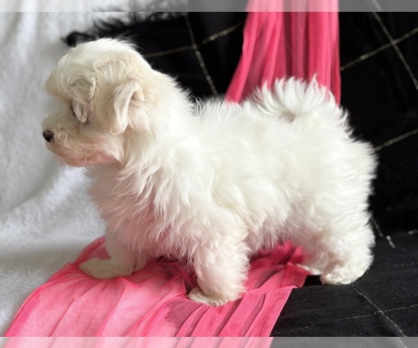Medium Photo #4 Maltese Puppy For Sale in ROCK STREAM, NY, USA