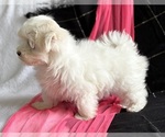 Small #3 Maltese