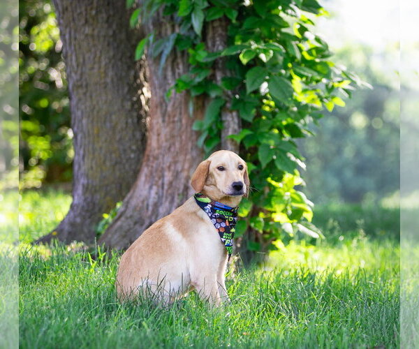 Medium Photo #3 Labrador Retriever-Unknown Mix Puppy For Sale in Unionville, PA, USA