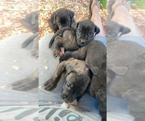 Cane Corso-Mastiff Mix Puppy for sale in SALEM, NJ, USA
