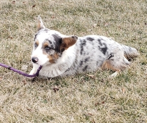 Pembroke Welsh Corgi Puppy for sale in EDGERTON, WI, USA