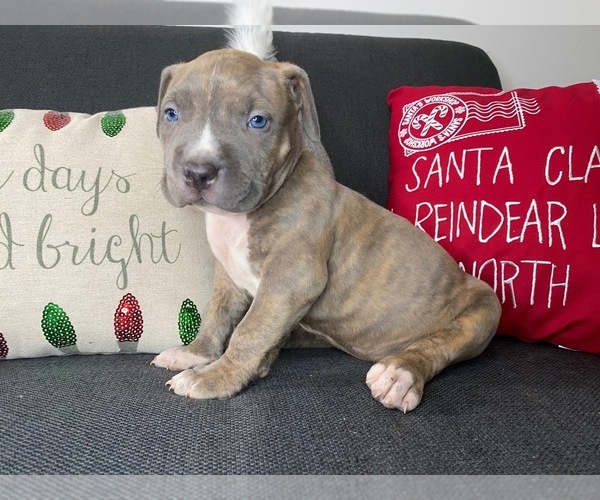 Medium Photo #7 American Pit Bull Terrier Puppy For Sale in PALM BCH GDNS, FL, USA