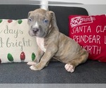Small Photo #7 American Pit Bull Terrier Puppy For Sale in PALM BCH GDNS, FL, USA