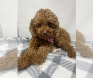 Mother of the YorkiePoo puppies born on 07/19/2025