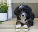 Small Photo #1 Miniature Bernedoodle Puppy For Sale in DUNDEE, OH, USA
