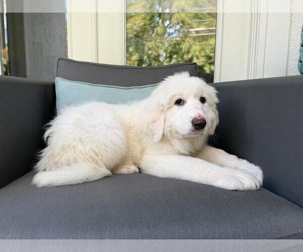 Medium Photo #5 Great Pyrenees Puppy For Sale in Houston, TX, USA