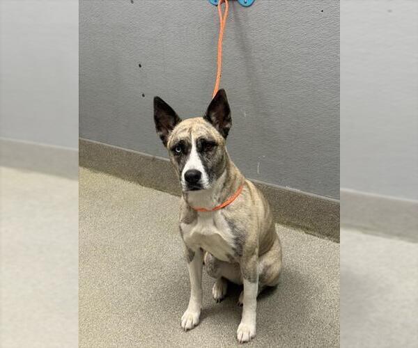 Medium Photo #1 American Pit Bull Terrier-Huskies  Mix Puppy For Sale in Las Vegas, NV, USA