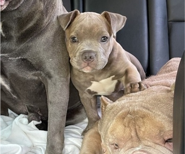Medium Photo #1 American Bully Puppy For Sale in PHILADELPHIA, PA, USA
