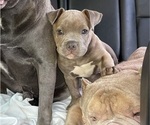Small American Bully