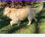 Small Photo #1 Golden Retriever Puppy For Sale in BOWERSVILLE, GA, USA