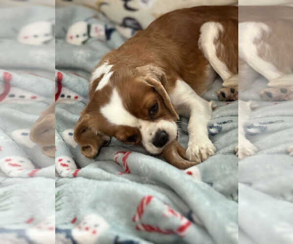 Medium Photo #3 Cavalier King Charles Spaniel Puppy For Sale in Sioux Falls, SD, USA