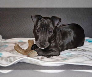 Mutt Dogs for adoption in Winter, WI, USA