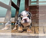 Small #2 English Bulldog