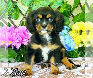 Cavalier King Charles Spaniel Puppy for sale in MIAMI, FL, USA