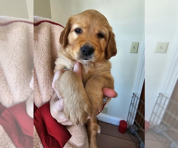 Medium Photo #14 Golden Retriever Puppy For Sale in WASECA, MN, USA