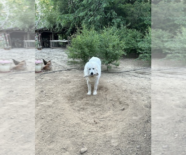Medium Photo #1 Great Pyrenees Puppy For Sale in GILBERT, SC, USA