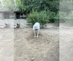 Small Photo #1 Great Pyrenees Puppy For Sale in GILBERT, SC, USA