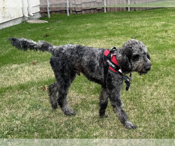 Medium Photo #1 Aussiedoodle Puppy For Sale in McKinney, TX, USA