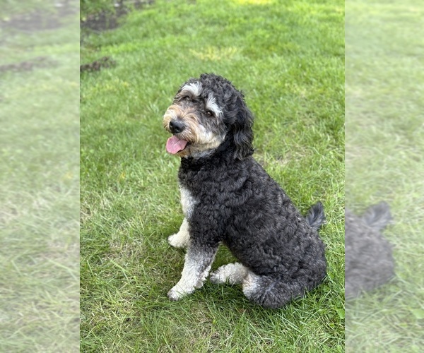 Medium Photo #1 Golden Mountain Doodle  Puppy For Sale in UPLAND, IN, USA