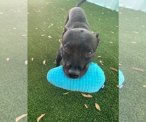 American Staffordshire Terrier Dogs for adoption in Tampa, FL, USA