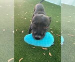 Small American Staffordshire Terrier