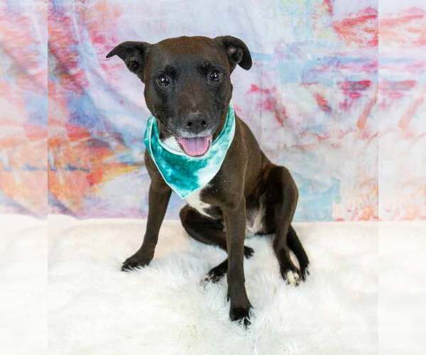 Medium Photo #5 Labrador Retriever-Unknown Mix Puppy For Sale in Kennesaw, GA, USA