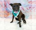 Small #4 Labrador Retriever Mix