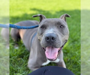 Shef - Male Mutt Dog for Adoption - Photo #3