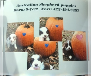 Australian Shepherd Puppy for sale in JELLICO, TN, USA