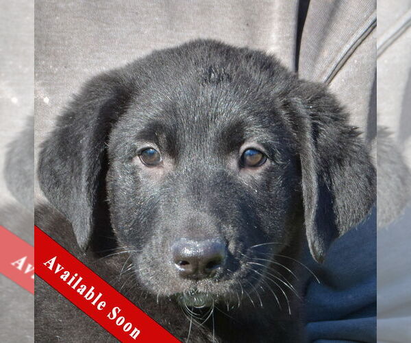 Medium Photo #1 German Shepherd Dog-Unknown Mix Puppy For Sale in Huntley, IL, USA