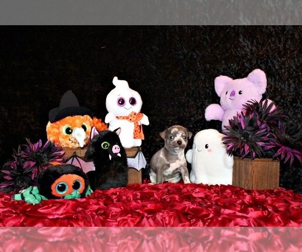 Medium Photo #24 Chihuahua Puppy For Sale in CHARLESTON, AR, USA