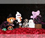 Small Photo #24 Chihuahua Puppy For Sale in CHARLESTON, AR, USA