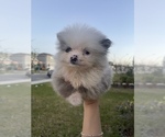 Puppy 2 Pomeranian