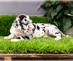 Small Photo #69 Great Dane Puppy For Sale in WAKARUSA, IN, USA