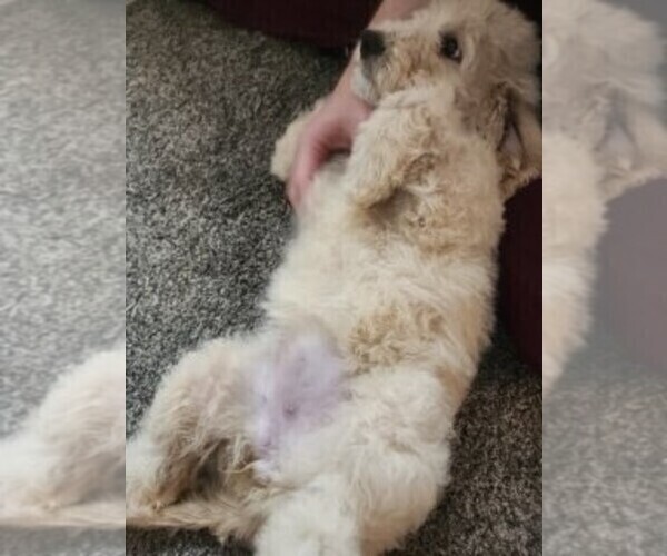 Medium Photo #2 Goldendoodle Puppy For Sale in KATY, TX, USA