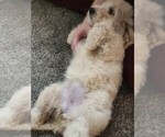 Small #1 Goldendoodle