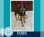 Toby 100326 - Female Mutt Dog for Adoption - Small photo
