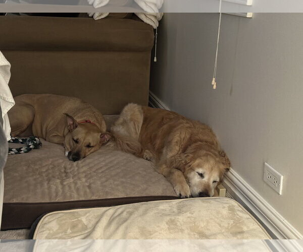 Medium Photo #3 Labrador Retriever-Unknown Mix Puppy For Sale in Plainfield, IL, USA