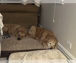 Small #2 Labrador Retriever Mix