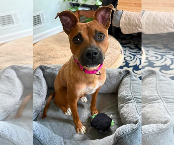 Medium Photo #5 Boxer-Unknown Mix Puppy For Sale in Germantown, OH, USA