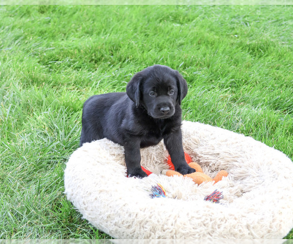 Medium Photo #5 Labrador Retriever Puppy For Sale in SYRACUSE, IN, USA