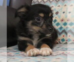 Small #4 Chihuahua