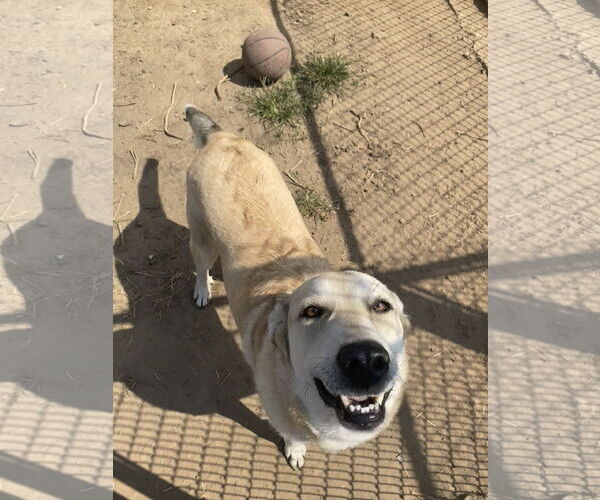 Medium Photo #1 Anatolian Shepherd-Labrador Retriever Mix Puppy For Sale in Pryor, OK, USA