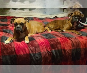Boxer Puppy for sale in NORTH GROSVENORDALE, CT, USA