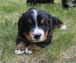 Small #1 Bernese Mountain Dog